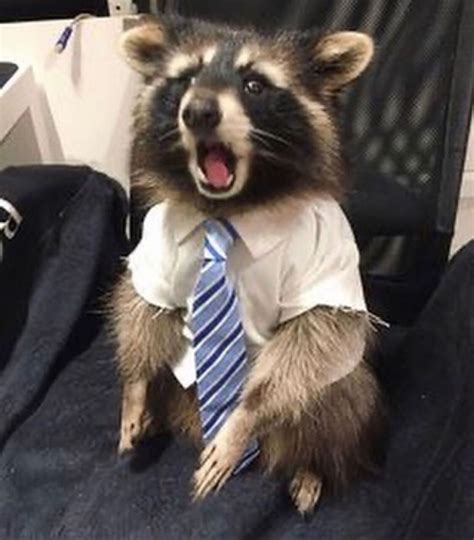 Hello Sir I Want To Talk To About Our Lord Jesus Christ Funny Squirrel Meme Image. . Funny raccoon pics